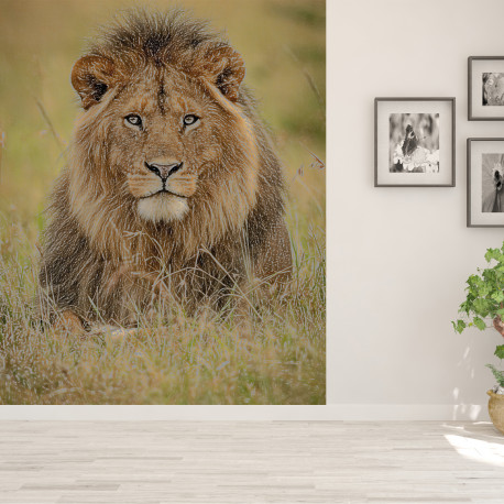 Papier peint adhésif panoramique Lion au crayon
