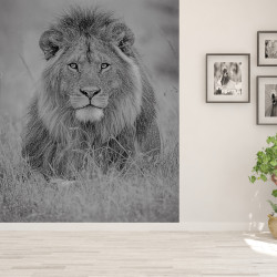 Papier peint adhésif panoramique Lion au crayon NB