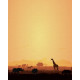 Papier peint adhésif panoramique Safari Sunset